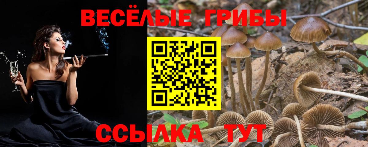 Псилоцибиновые грибы Psilocybe  Вход с VPN  Удомля 